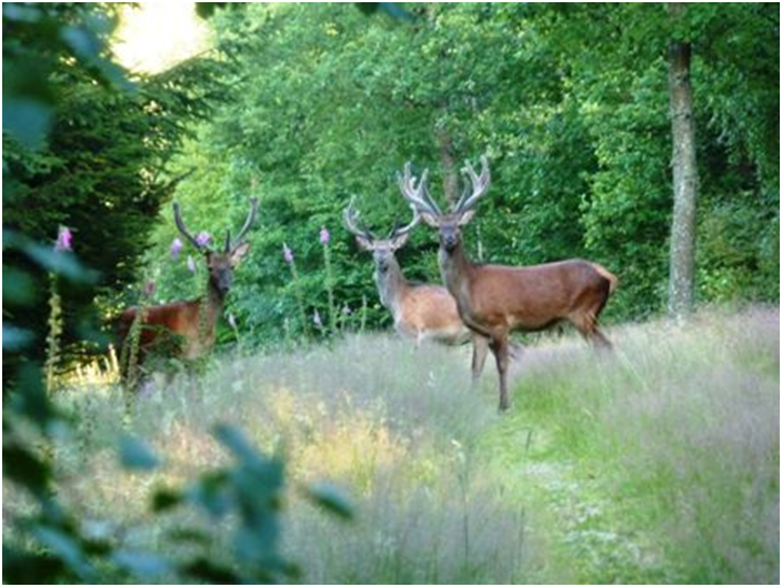 Kreis Siegen-Wittgenstein Kreis Siegen-Wittgenstein